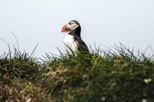 Vogeleiland Mykines met gids
