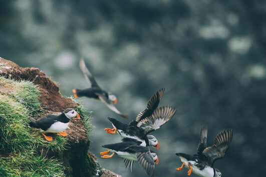 Zeevogels en grotten