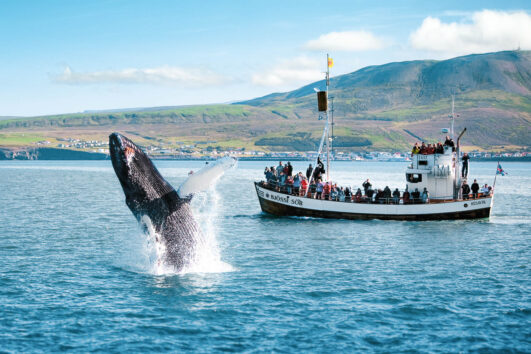 Whale Watching vanuit Húsavík