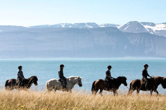 Walvissen en paarden vanuit Húsavík